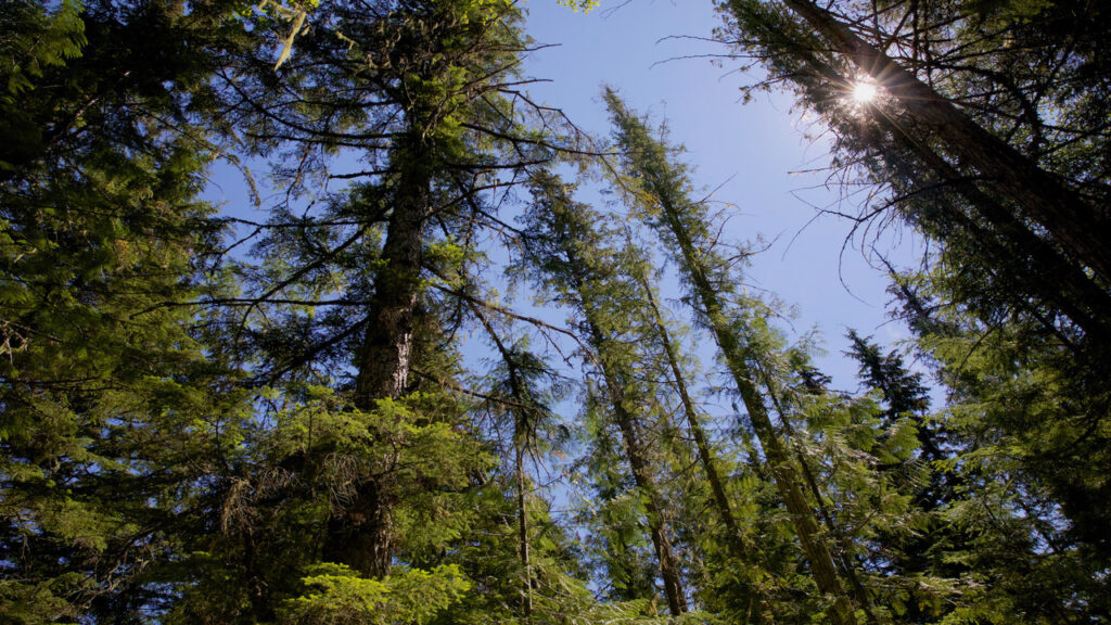 Gedankenkraft Blog Persönlichkeitsentwicklung Coaching Workshops Sara Zehnder faktorzehnder